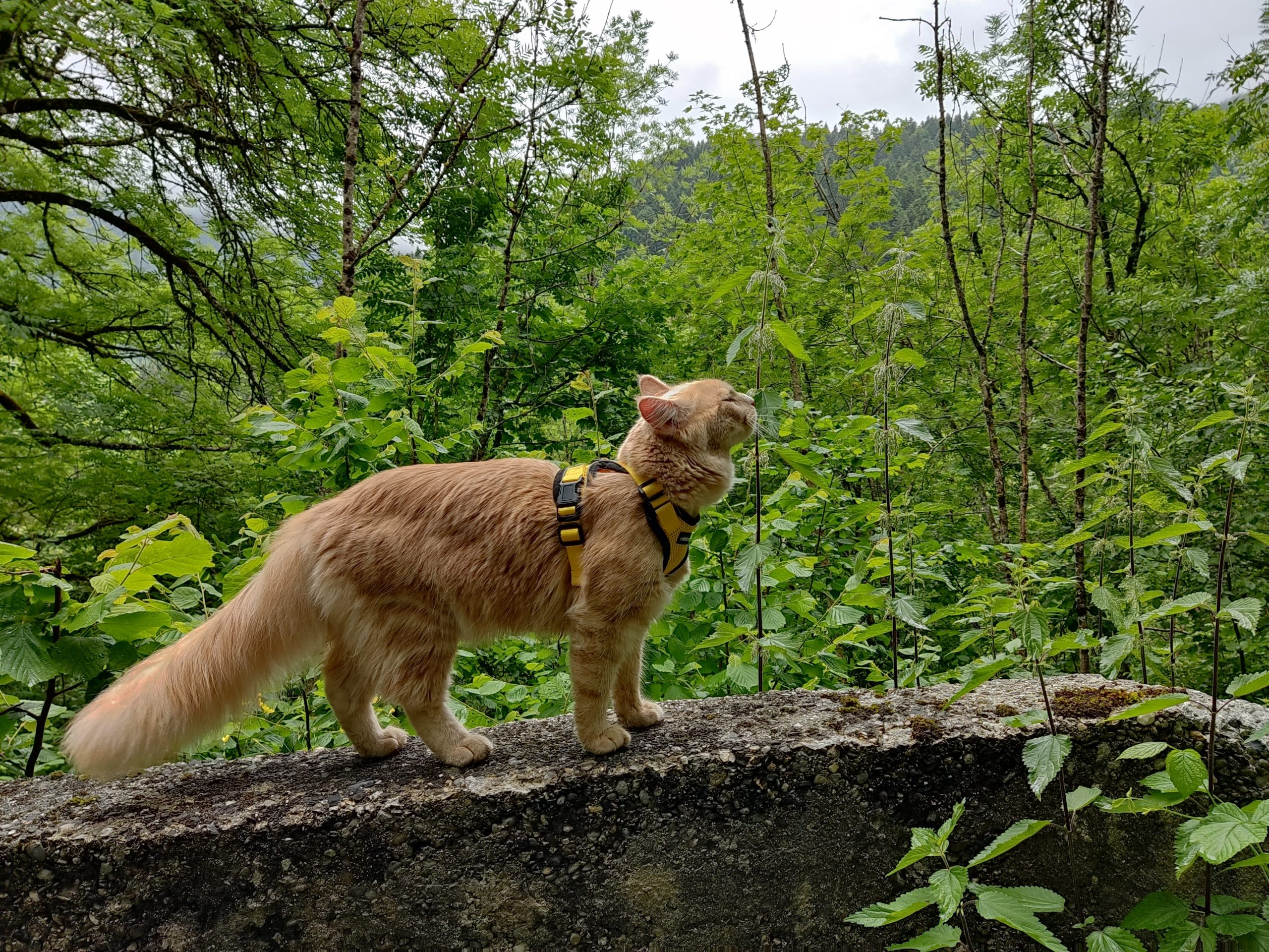 La plus grande race de chat Chachou de mam
